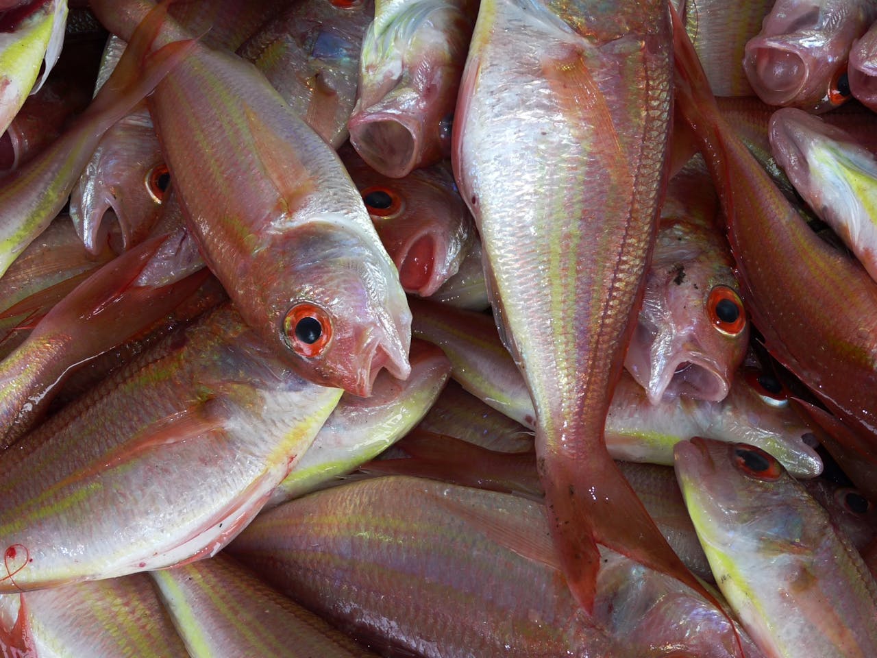 Group of Pink and White Fish