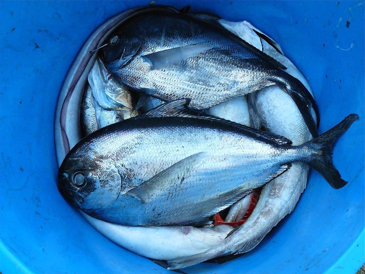 Silver and Black Fishes Inside Blue Plastic Container