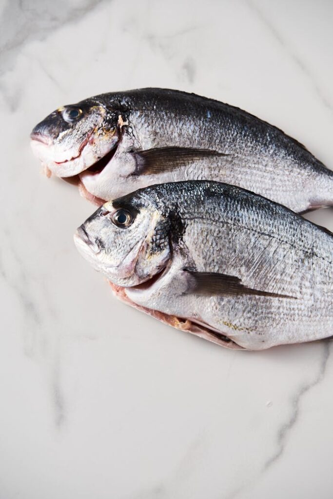 Fish on White Background